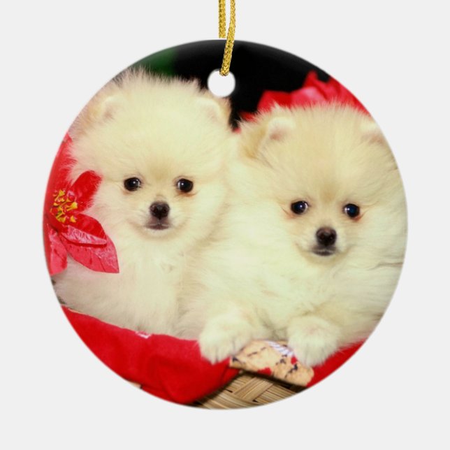Christmas Pomeranians Ornament (Front)