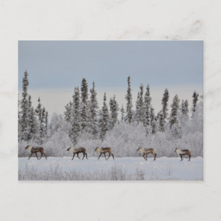 Christmas postcard with reindeer,a wintry scene