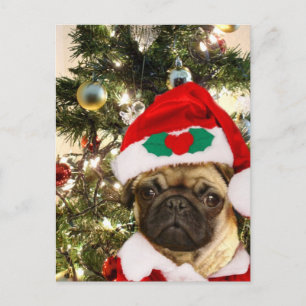Christmas Pug dog Holiday Postcard