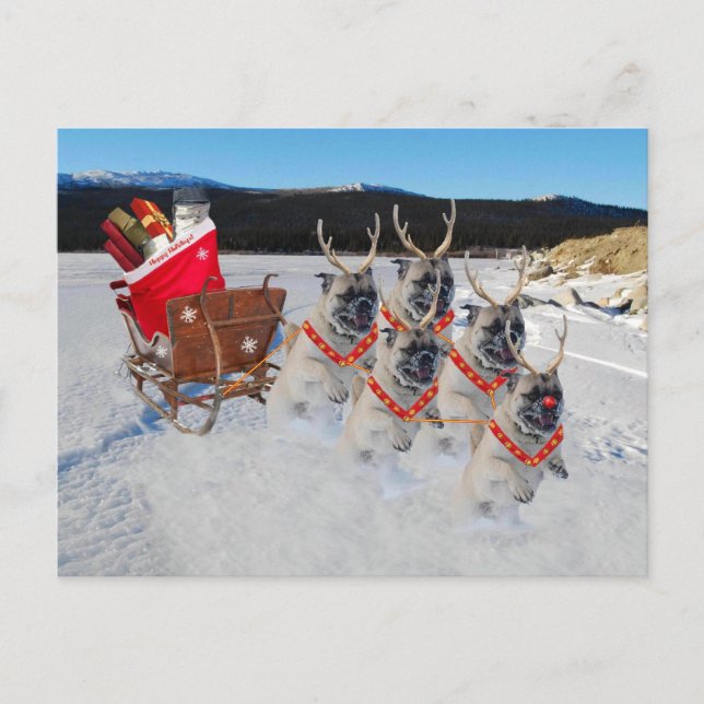 Christmas Pug Dogs Pulling a Sleigh Holiday Postcard (Front)