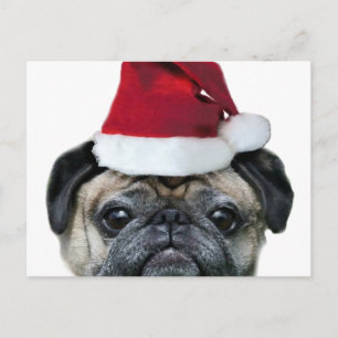Christmas pug postcard