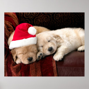 Christmas Puppies Poster