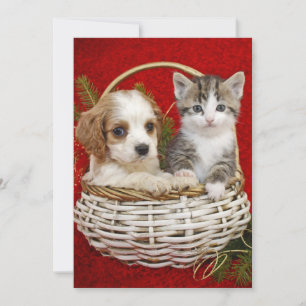 Christmas puppy and kitten in basket together holiday card