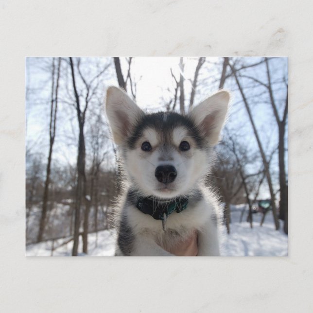 Christmas Puppy Holiday Postcard (Front)