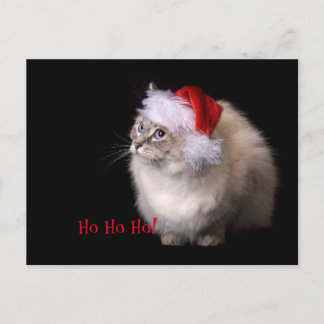 Christmas Ragdoll Cat Holiday Postcard