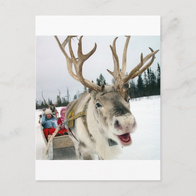 Christmas Reindeer Holiday Postcard (Front)