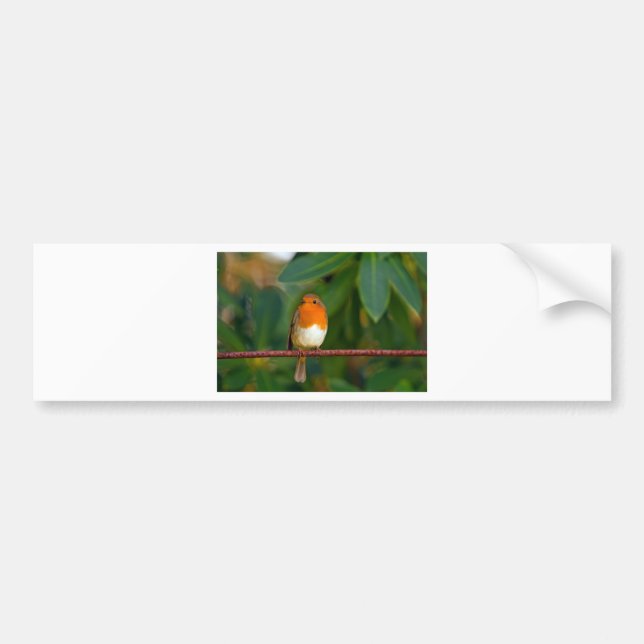 Christmas Robin Bumper Sticker (Front)