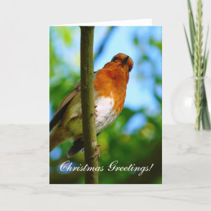 CHRISTMAS ROBIN HOLIDAY CARD