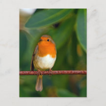 Christmas Robin
