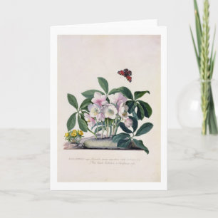 Christmas Rose (Helleborus niger) and Winter Aconi Holiday Card
