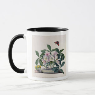 Christmas Rose (Helleborus niger) and Winter Aconi Mug