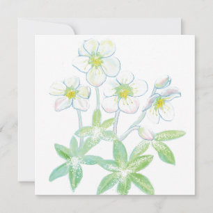 Christmas rose, Helleborus niger   Card