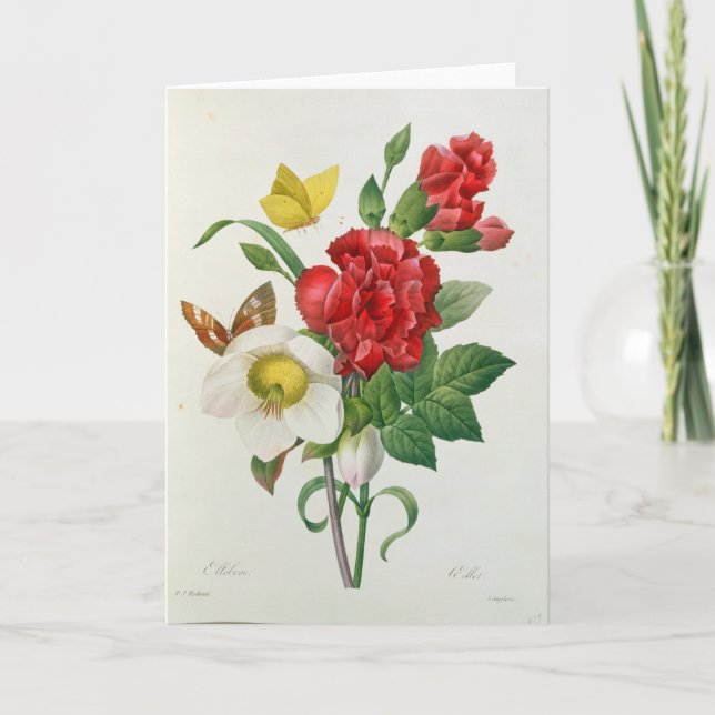Christmas Rose, Helleborus niger Holiday Card (Front)