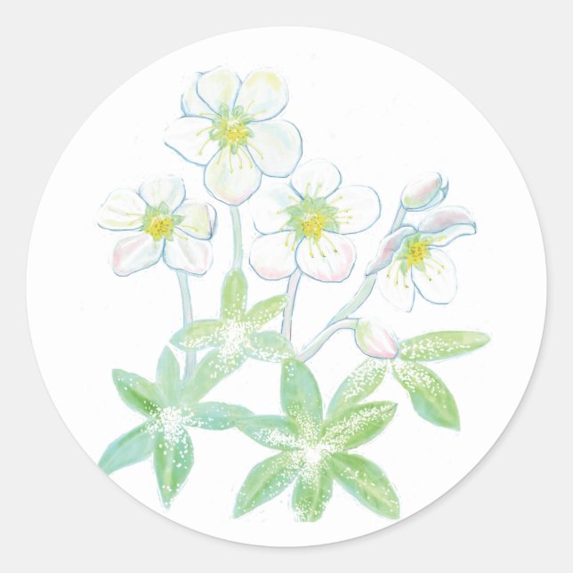 Christmas rose, Helleborus niger Illustration   Classic Round Sticker (Front)
