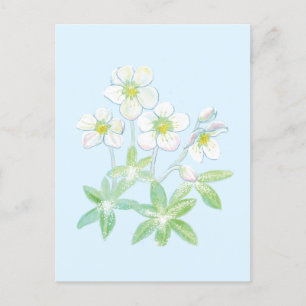 Christmas rose, Helleborus niger   Postcard
