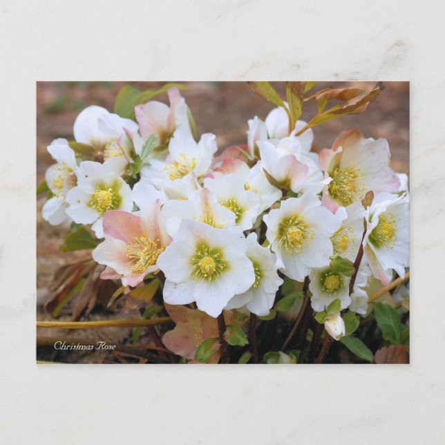 Christmas Rose [Postcard] Postcard (Front)