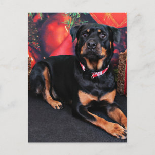 Christmas - Rottweiler - Nalani Holiday Postcard