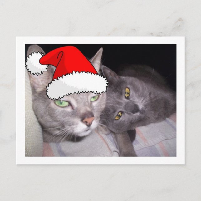 Christmas Russian Blue Gray Cats Holiday Postcard (Front)