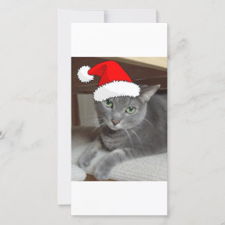 Christmas Russian Blue Grey Cat Holiday Card