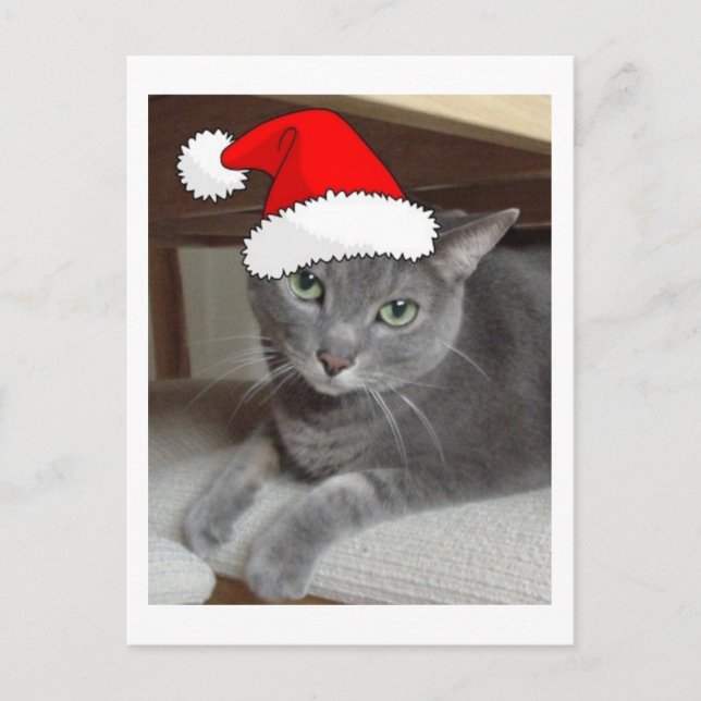 Christmas Russian Blue Grey Cat Holiday Postcard (Front)