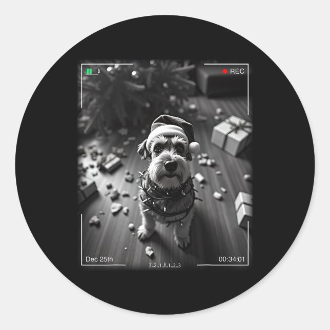 Christmas Schnauzer Caught On Camera  Classic Round Sticker (Front)