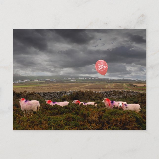 Christmas sheep postcard (Front)