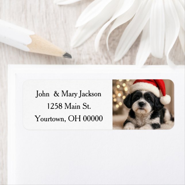 Christmas Shih Tzu Dog With Santa Hat (En situation)