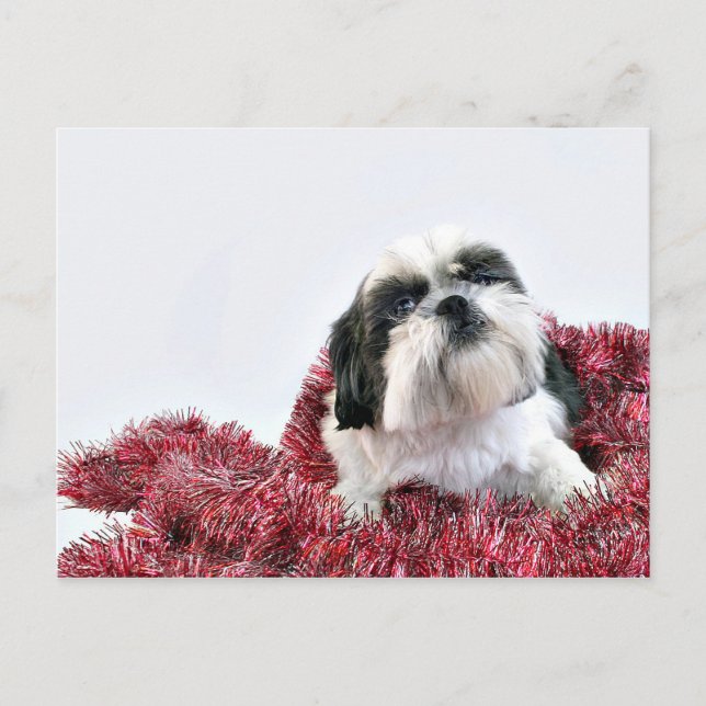 Christmas Shih Tzu Holiday Postcard (Front)