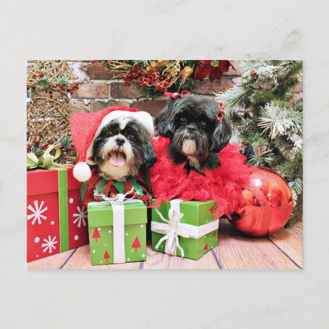 Christmas - Shih Tzu - Riley and Ruffles Holiday Postcard (Front)