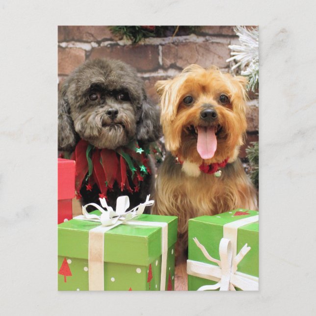 Christmas - Shih Tzu X Maggie - Yorkie Pixie Holiday Postcard (Front)