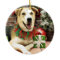 Christmas - Siberian Husky X - Harley