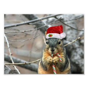 Christmas Squirrel Photo Print