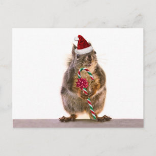 Christmas Squirrel with Candy Cane Holiday Postcard
