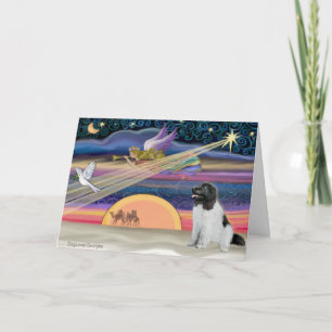 Christmas Star - Newfoundland (Landseer) Holiday Card