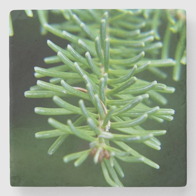 Christmas Tree Branch Stone Coaster (Front)