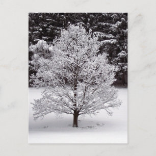 Christmas Tree Holiday Postcard