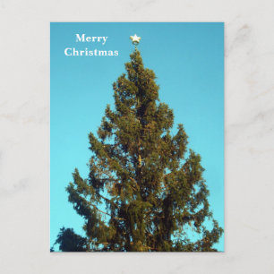 Christmas Tree in Trafalgar Square Holiday Postcar Postcard