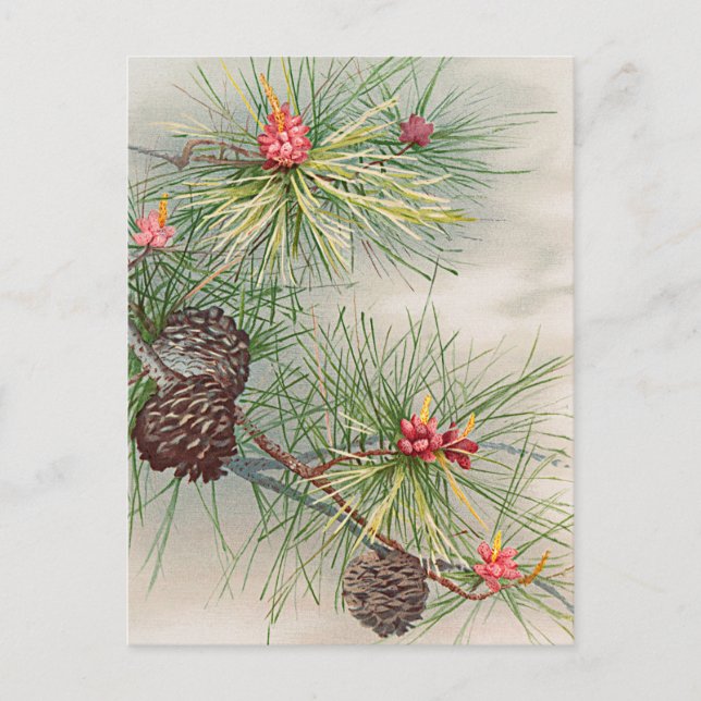 Christmas Tree Pines and Flower Painting Holiday (Front)