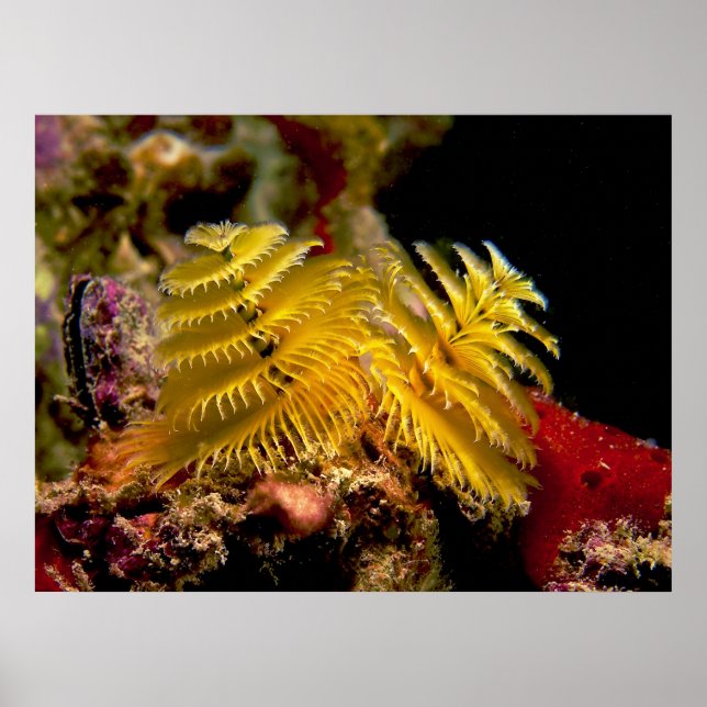 Christmas Tree Worm Spirobranchus Giganteus Poster (Front)