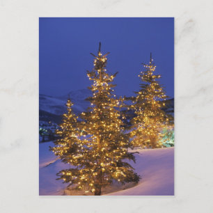 Christmas trees, Park City, Wastch Mountains, 2 Holiday Postcard