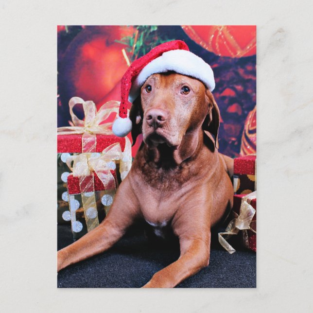 Christmas - Vizsla - Budda Holiday Postcard (Front)