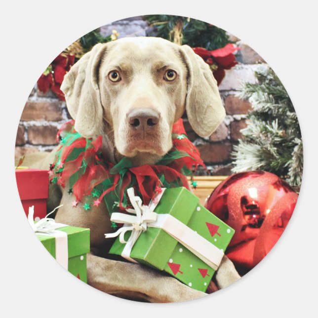 Christmas - Weimaraner - Lucy Classic Round Sticker (Front)