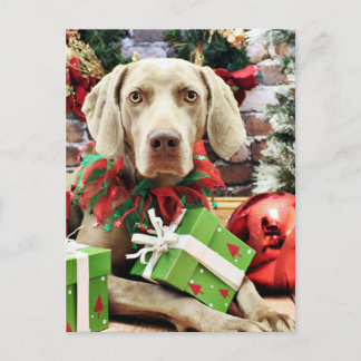 Christmas - Weimaraner - Lucy Holiday Postcard