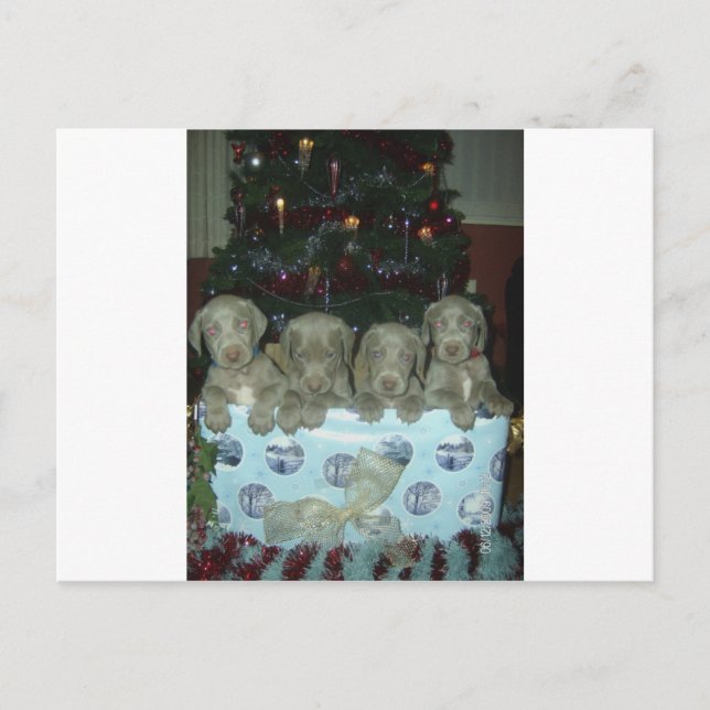 Christmas Weimaraner Puppies Holiday Postcard (Front)