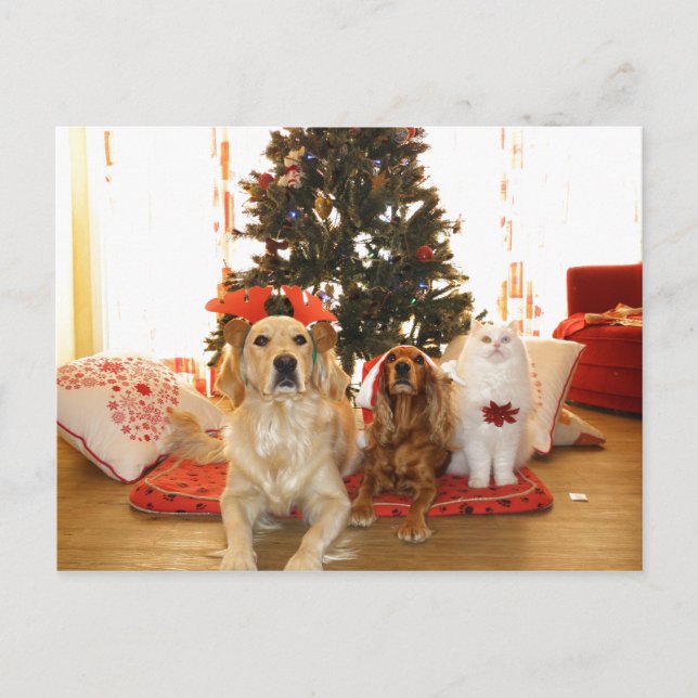 Christmas White Cat with Dogs | Christmas Tree Holiday Postcard (Front)