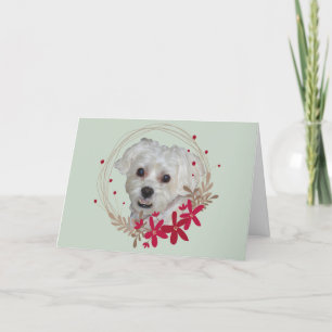 Christmas, White Dog from Pet Holiday Card