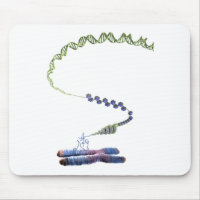 Chromatin