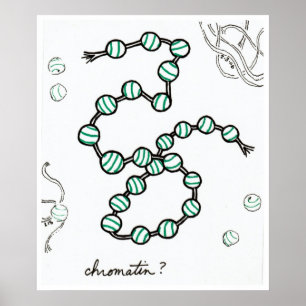 Chromatin print