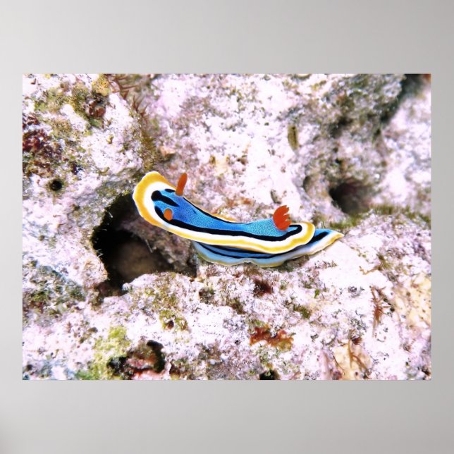 Chromodoris Poster (Front)