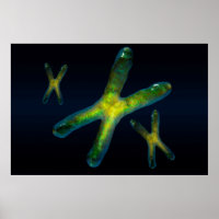 Chromosomes